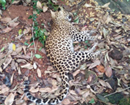 Bantwal: Corpse of young leopard found at Punchame